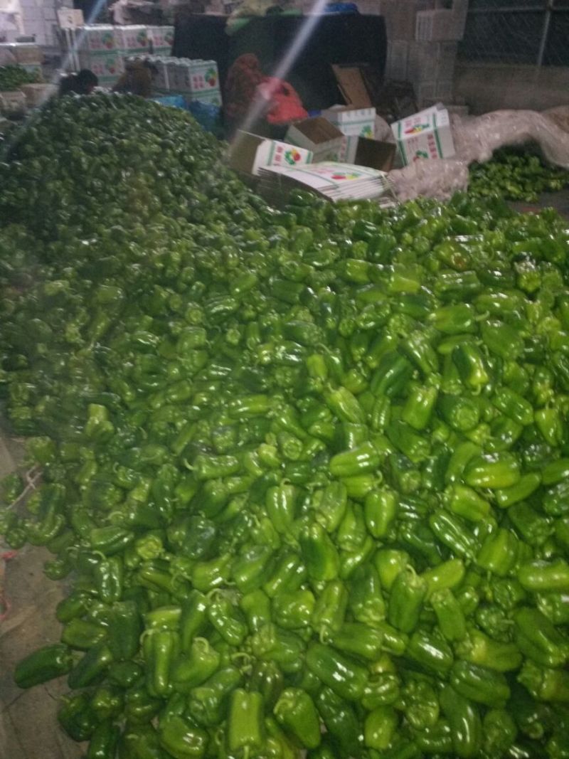 太空椒种植基地