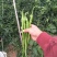 精品二荆条辣椒15~20厘米青中辣，保质保量