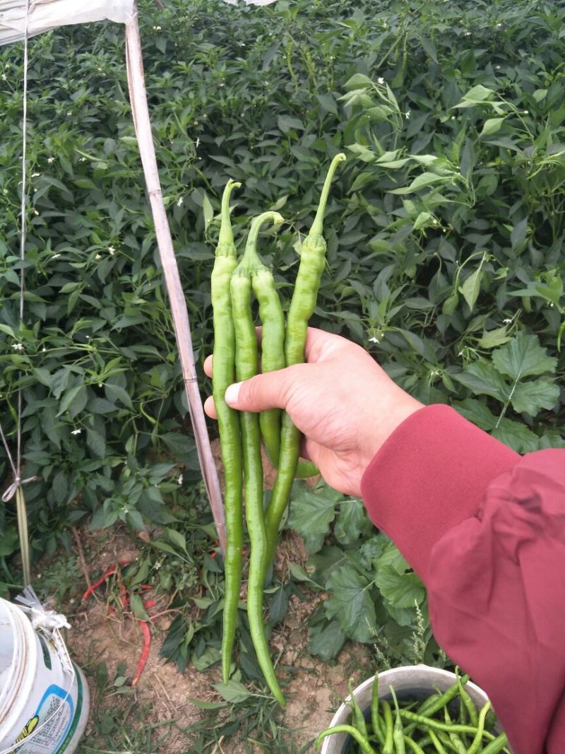 精品二荆条辣椒15~20厘米青中辣，保质保量