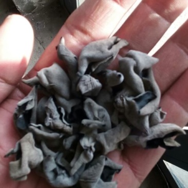秋木耳秋木耳，1.8一下，茶叶卷，色黑，口感好