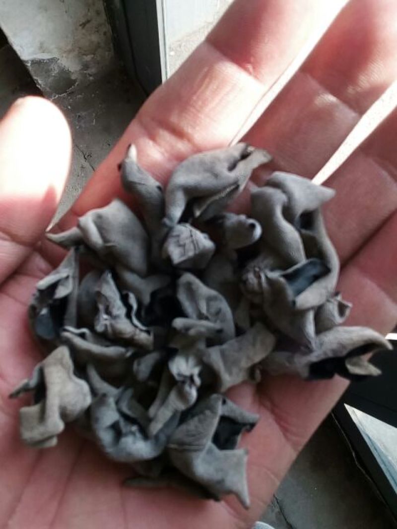 秋木耳秋木耳，1.8一下，茶叶卷，色黑，口感好