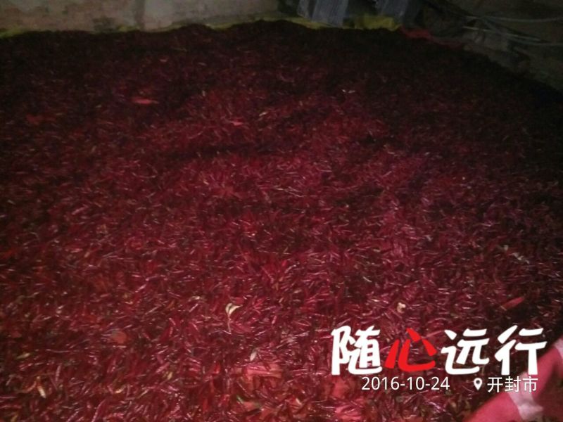 三樱椒八号上通货8成干