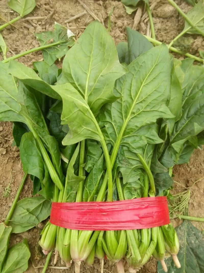 大叶菠菜20~25厘米