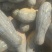 南瓜4~5斤以上长条形