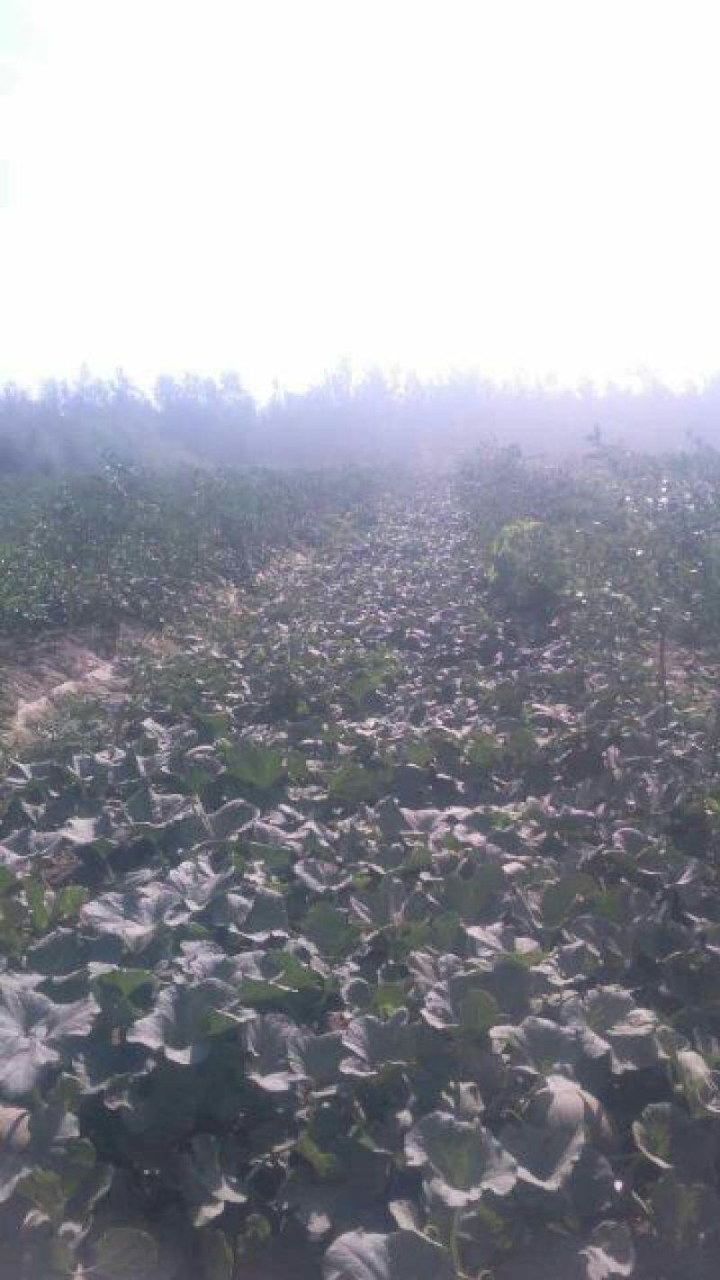 西州蜜瓜3斤以上椭圆形