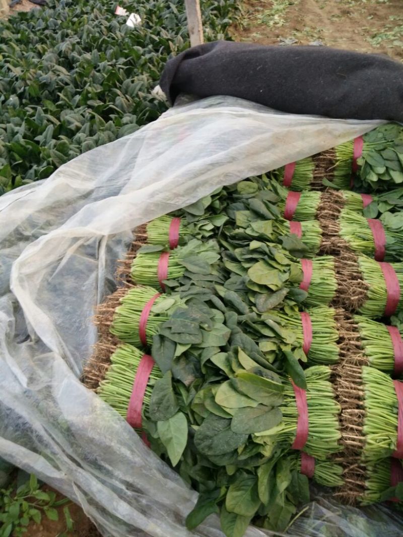 菠菜25~30厘米