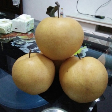 晚秋黄梨500~550g纸加膜