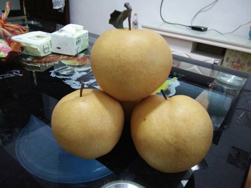 晚秋黄梨500~550g纸加膜