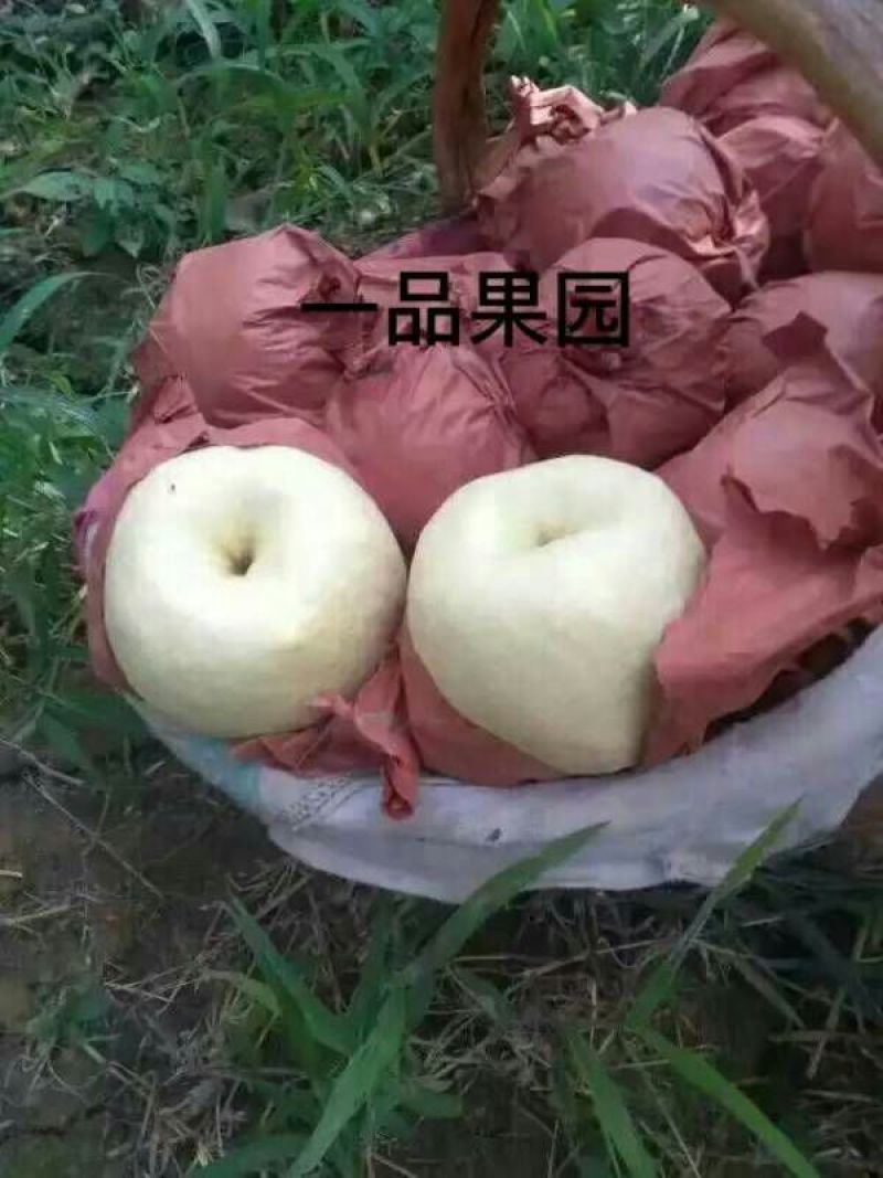 礼泉酥梨60~100g纸袋