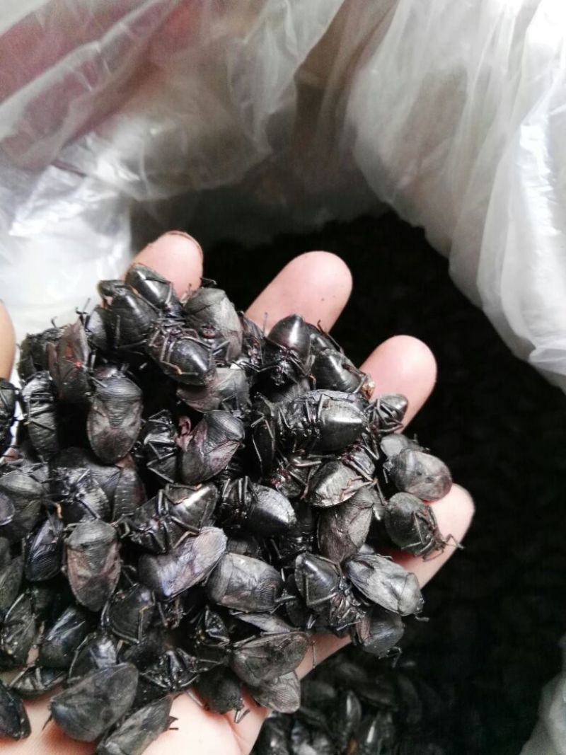 九香虫/打屁虫，椿香虫，货源充足欢迎订购