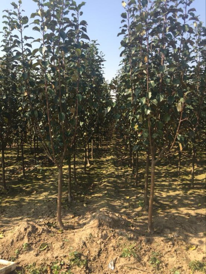 苹果树清地处理中，一棵也是批发价格，需要的抓紧联系