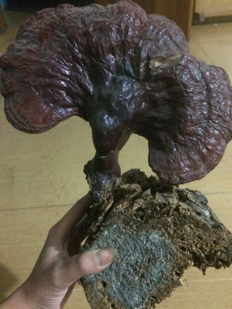 灵芝
