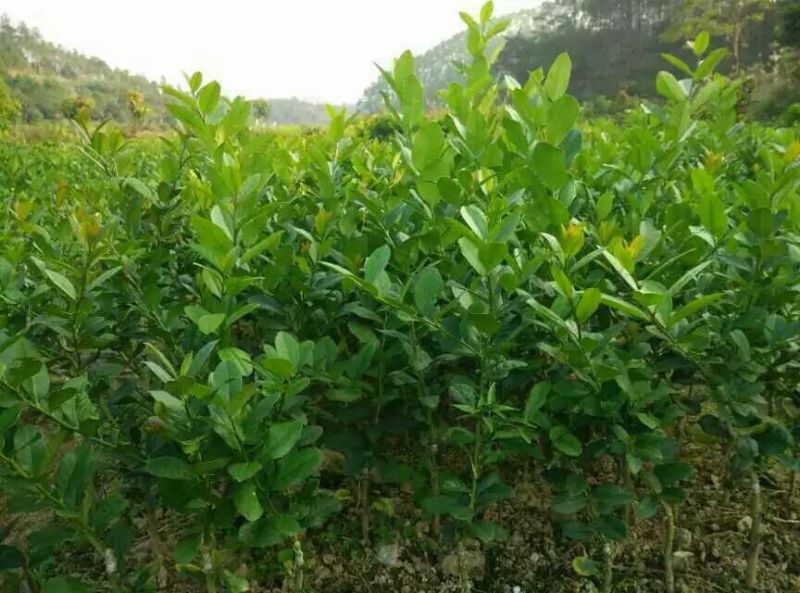 香水柠檬树苗30~50cm
