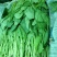 大叶菠菜20~25厘米