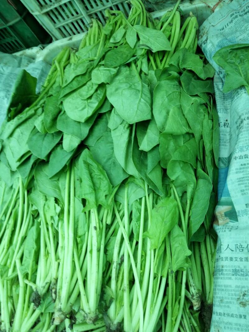 大叶菠菜20~25厘米