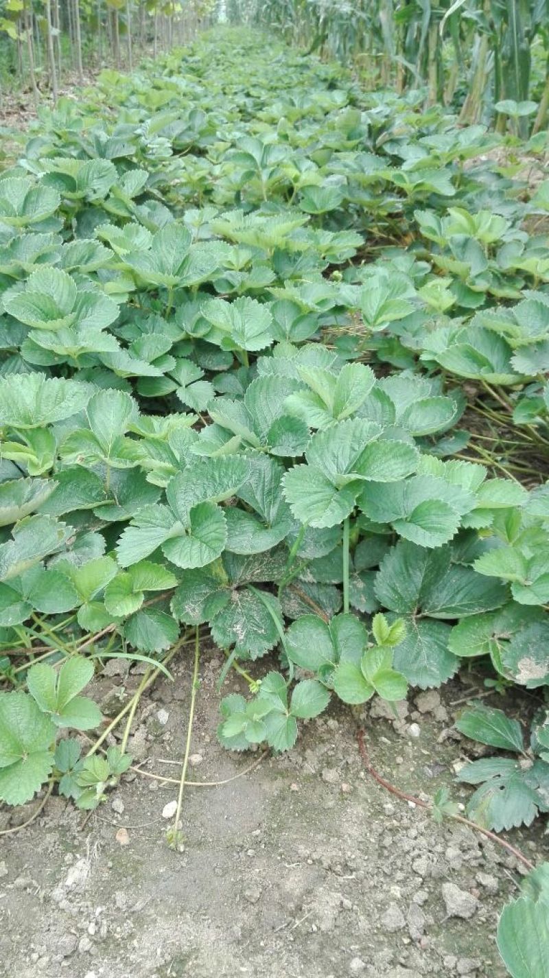 全明星草莓苗10~20cm