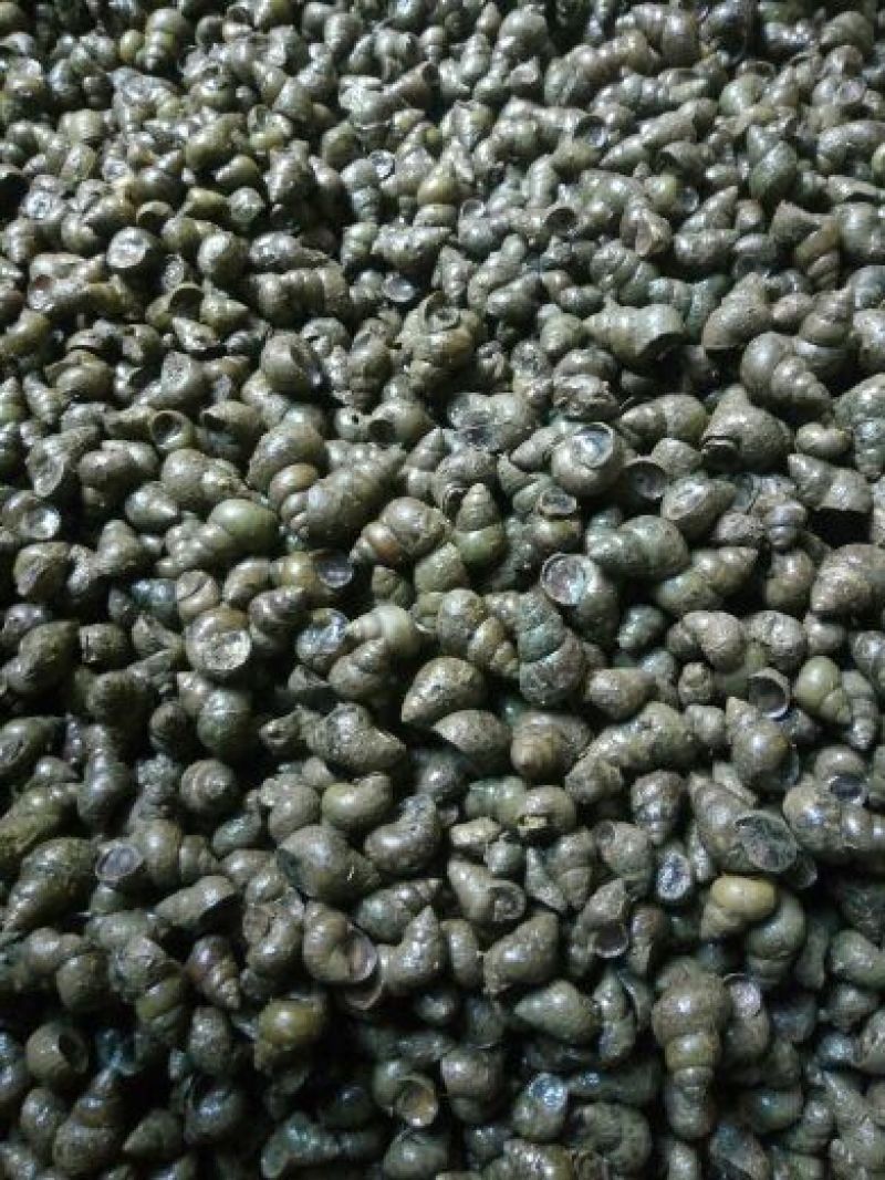 螺蛳食用鲜活