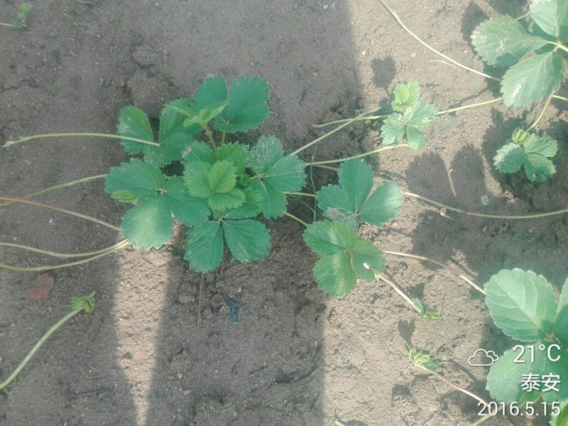 草莓苗10cm以下10~20cm
