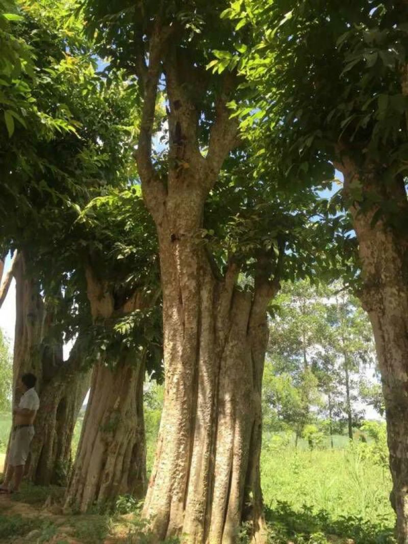 秋枫111~140cm