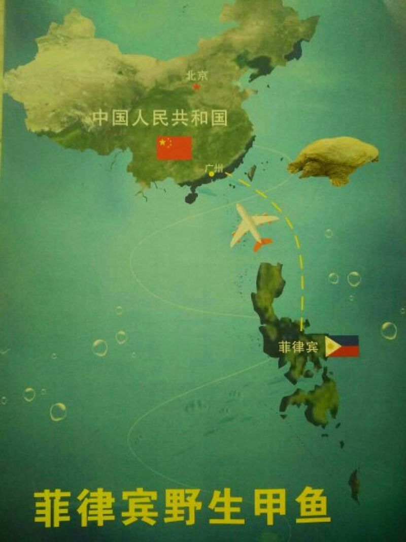 野生甲鱼1.5~2斤