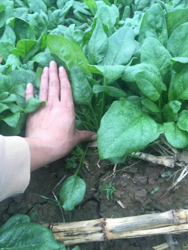 大叶菠菜20~25厘米