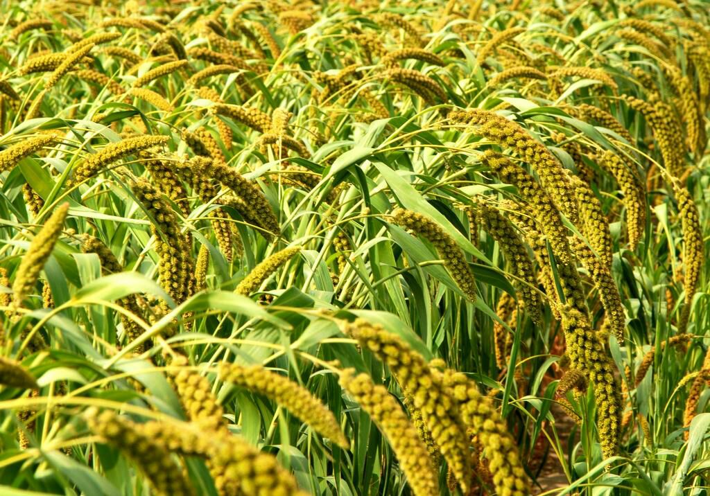 山东临沂市兰山区黄金米 散装批发_徐亚楠供应