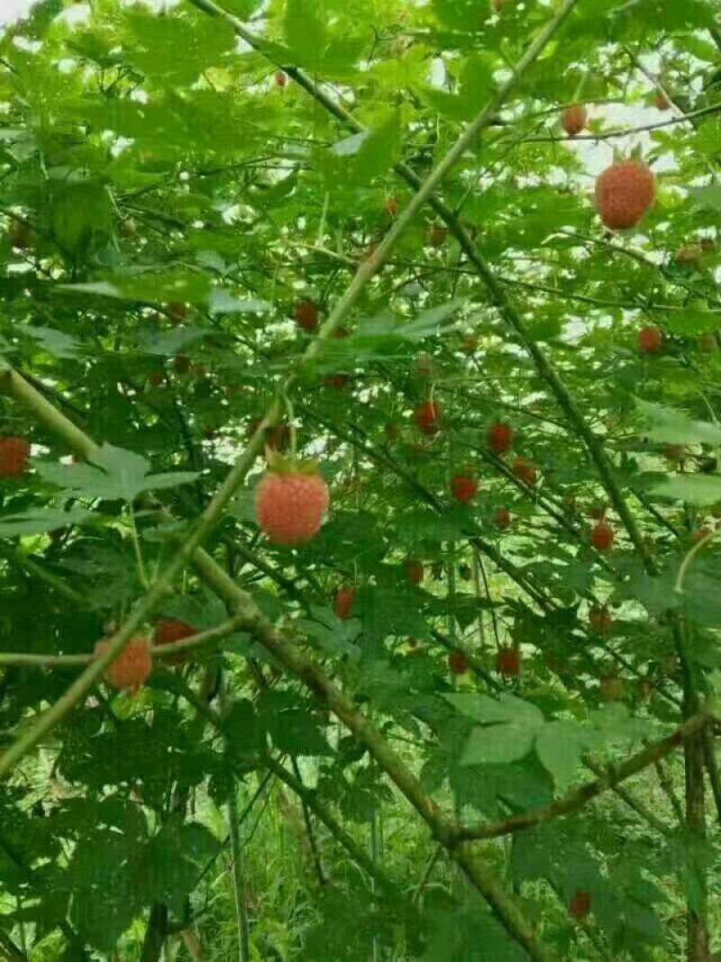 覆盆子苗覆盆子苗五叶七叶掌叶