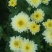 白菊花茶