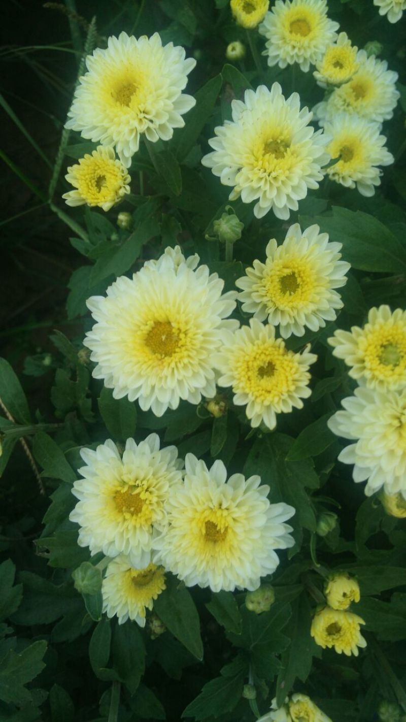 白菊花茶