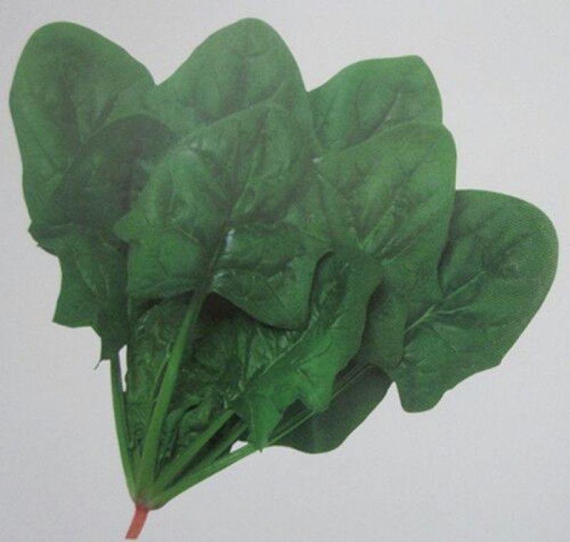 秋菠菜15~20厘米