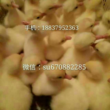 皖西白鹅鹅苗250g以上
