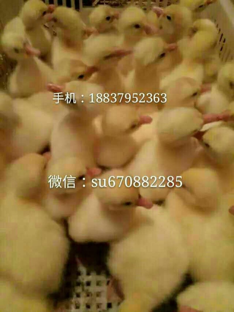 皖西白鹅鹅苗250g以上