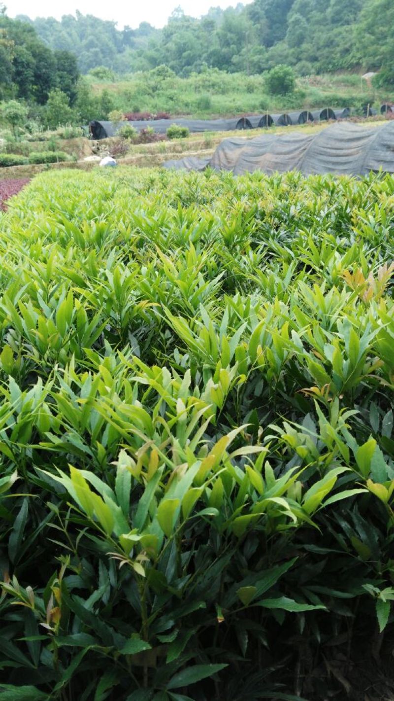 十大功劳狭叶十大功劳山黄莲20一50公分