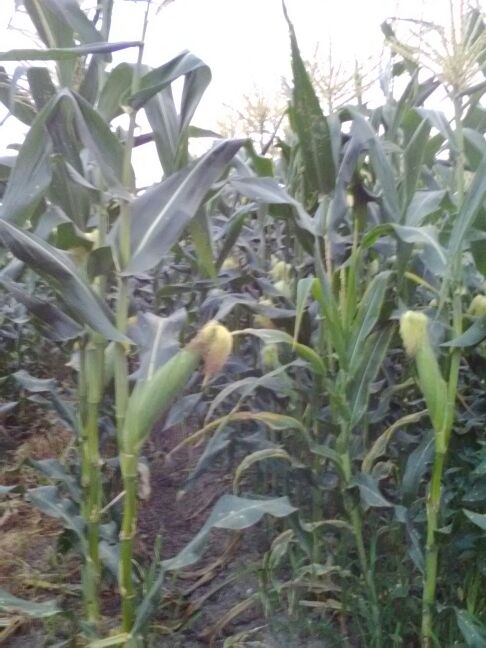 彭州市白庙水果批发市场甜玉米 14~16%批发_