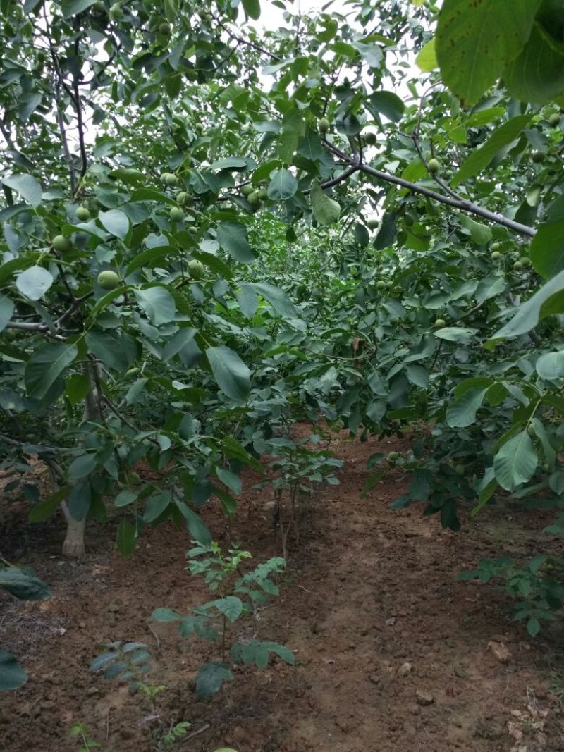 青皮核桃青皮