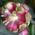 布福娜树苗20~30cm