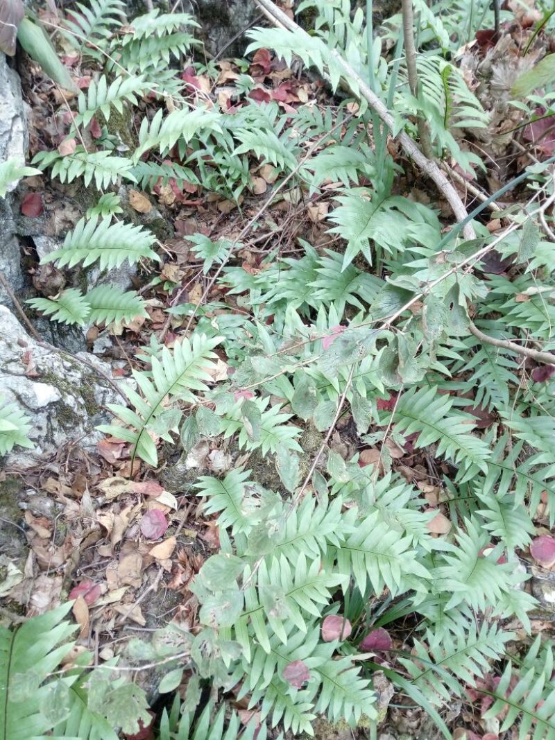 大叶骨碎补