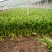 法国皇后芹菜50cm以上
