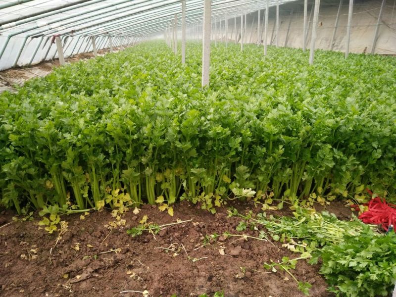 法国皇后芹菜50cm以上