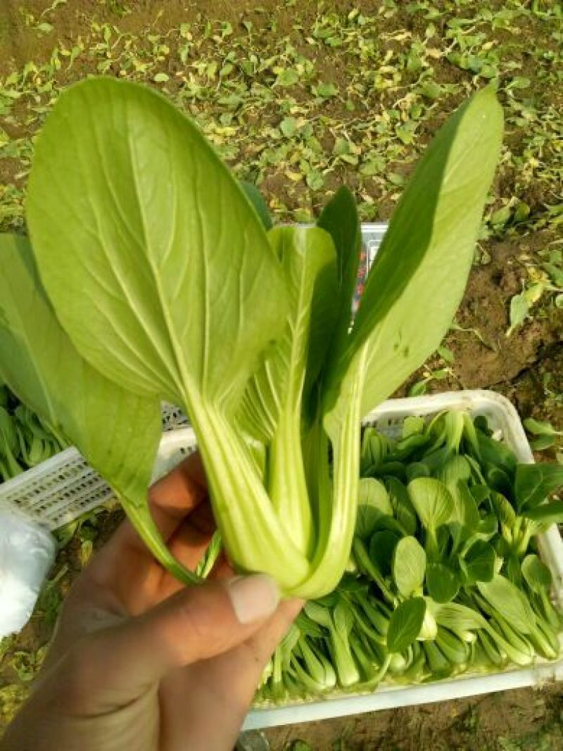 青梗菜
