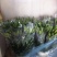 荷兰百合3~4凌源鲜花批发
