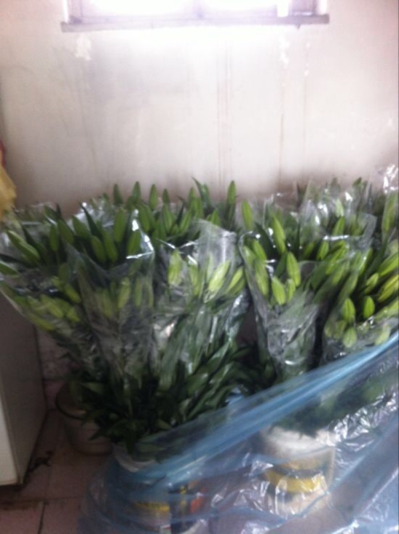 荷兰百合3~4凌源鲜花批发
