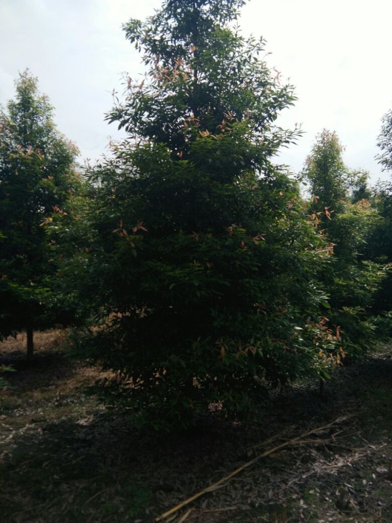 楠木4m以上8~10cm