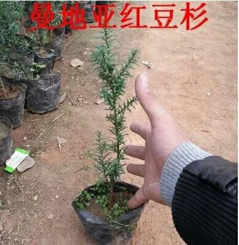 红豆杉树苗红豆杉小苗曼地亚红豆杉盆景地栽苗盆栽苗红豆杉