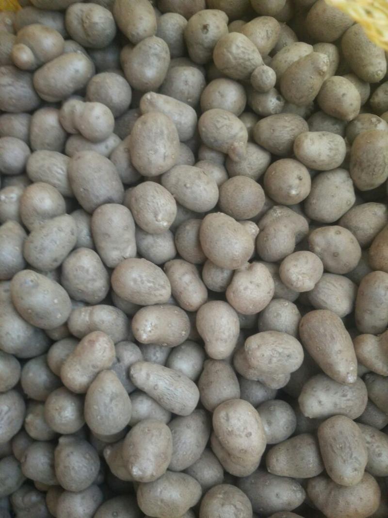 山药豆，精品白玉豆大量批发，货源充足，随到随装
