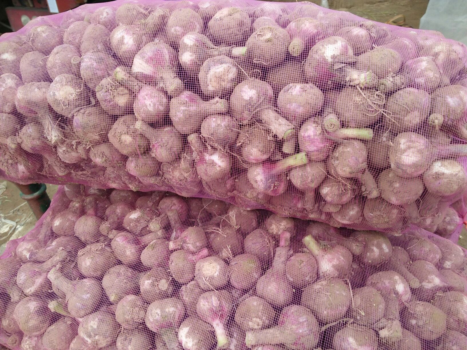 紫皮蒜河南郑州市中牟县_批发_供应-一亩田农