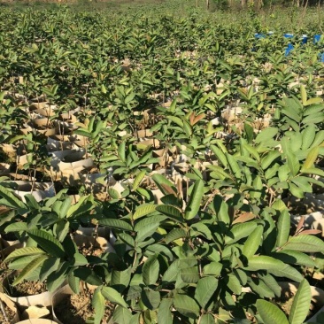 西瓜番石榴苗50~80cm