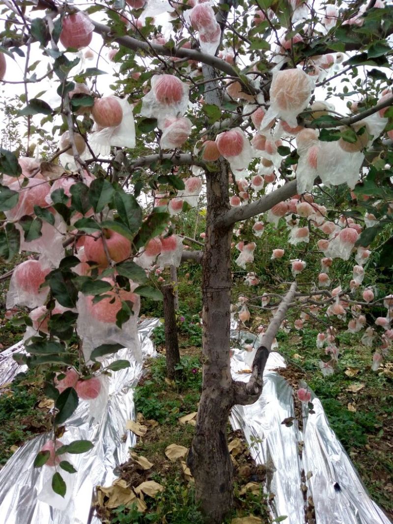 红富士苹果70mm以上纸+膜袋