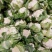 【优】白花菜花紧花乳白产地直发质量保证欢迎采购