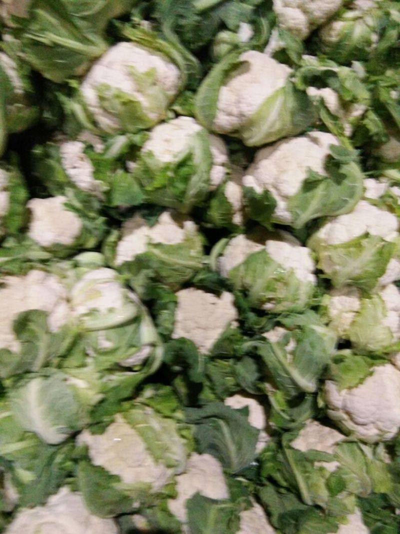 【优】白花菜花紧花乳白产地直发质量保证欢迎采购
